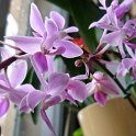 PHAL. EQUESTRIS